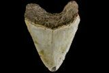 Bargain, Fossil Megalodon Tooth - North Carolina #158191-2